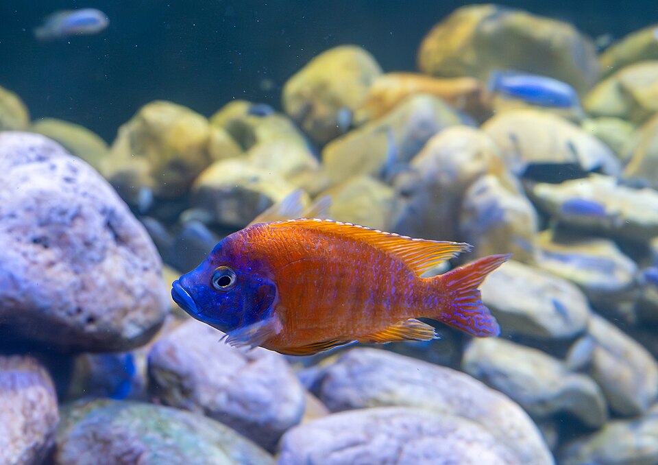 Yellow Regal Peacock (Aulonocara baenschi)