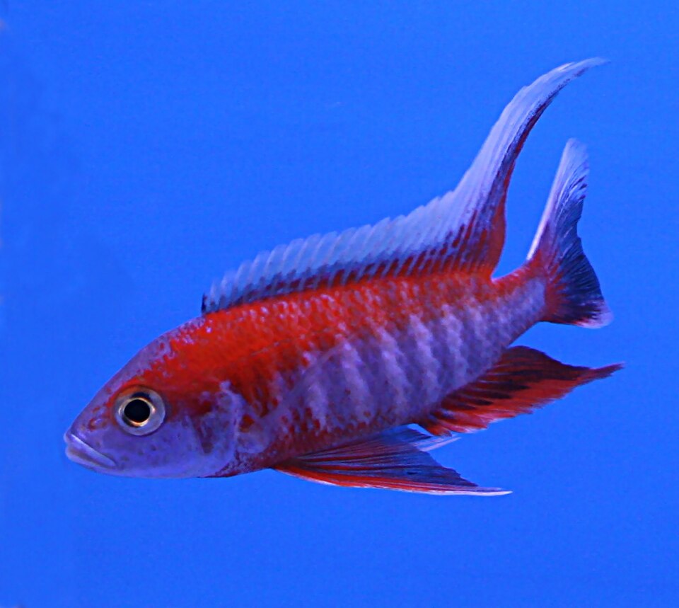 Peacock 'Eureka Red' (Aulonocara jacobfreibergi)