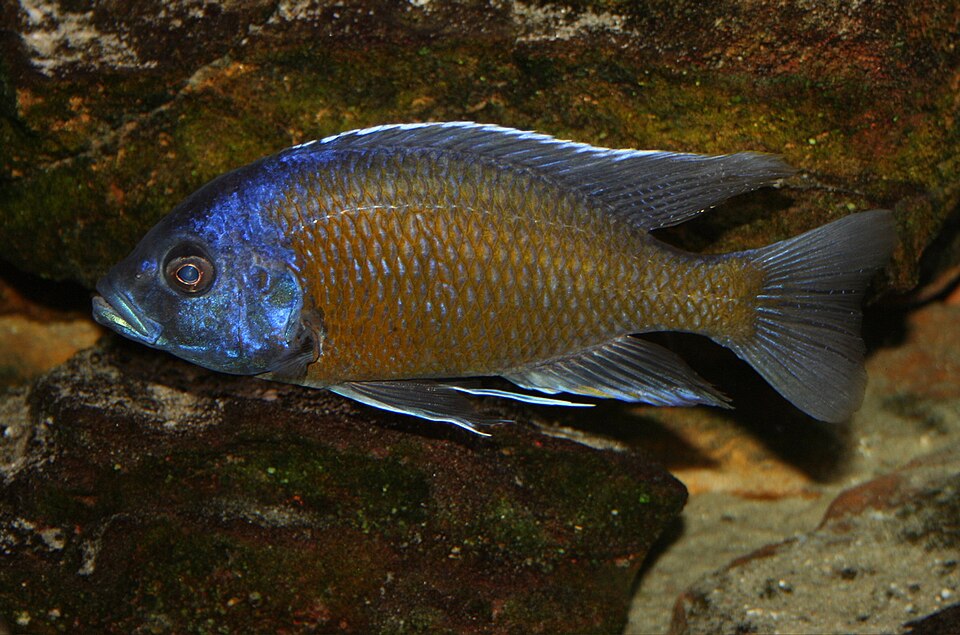 Redfin Hap (Copadichromis borleyi)