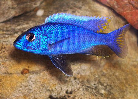 Electric Blue Hap (Sciaenochromis fryeri)